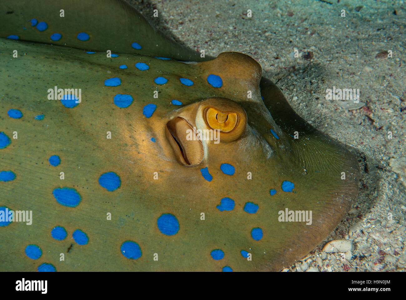 Ribbontail Stingray, Taeniura Lymma, Dasyatidae, Sharm el-Sheikh, Rotes Meer, Ägypten Stockfoto