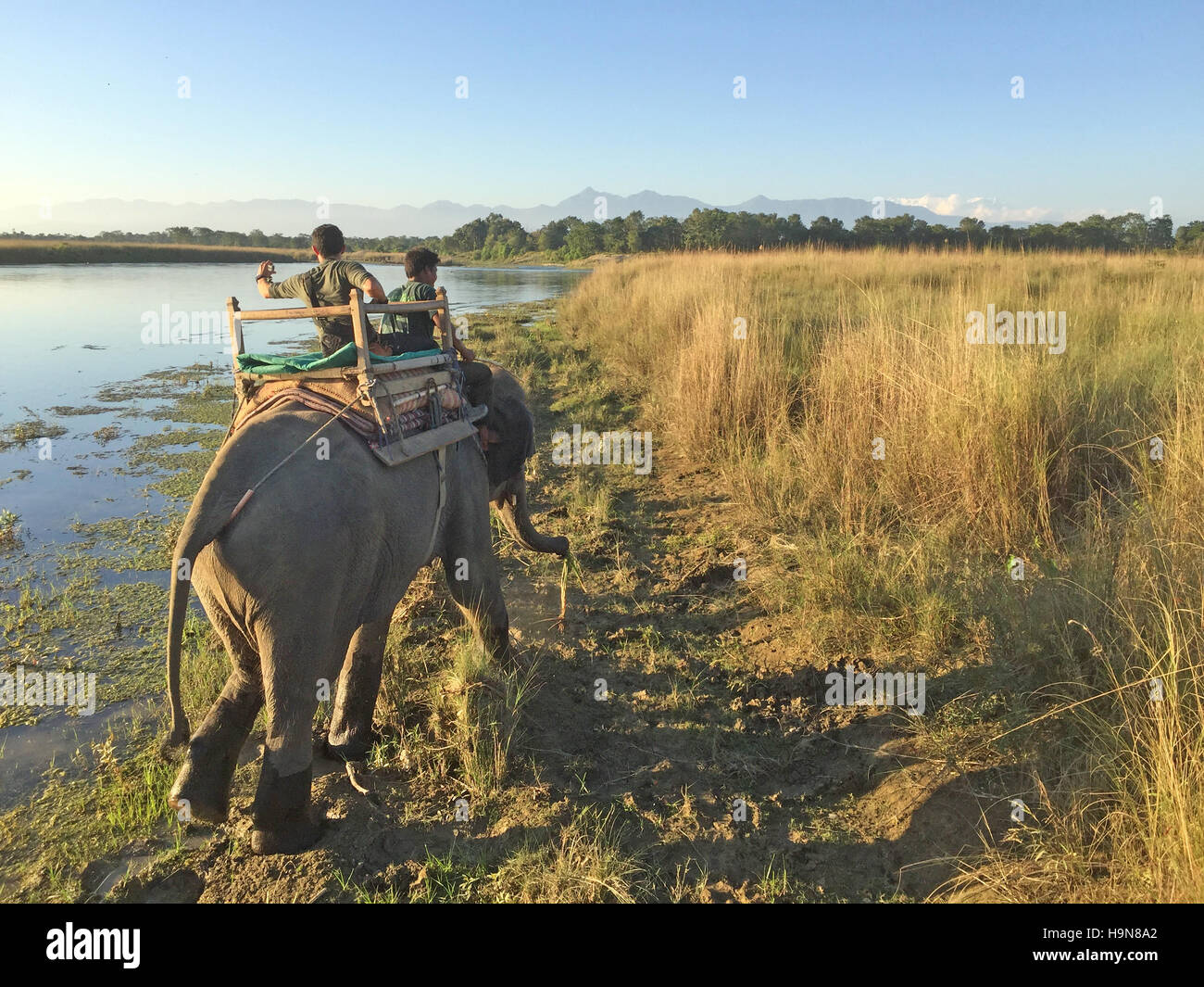 NEPAL Chitwan Nationalpark Elefanten Trekking. Foto Tony Gale Stockfoto