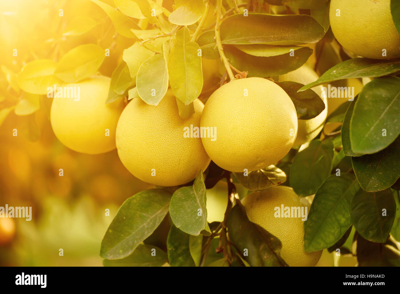 Pomelo Tree Stockfotos und bilder Kaufen Alamy