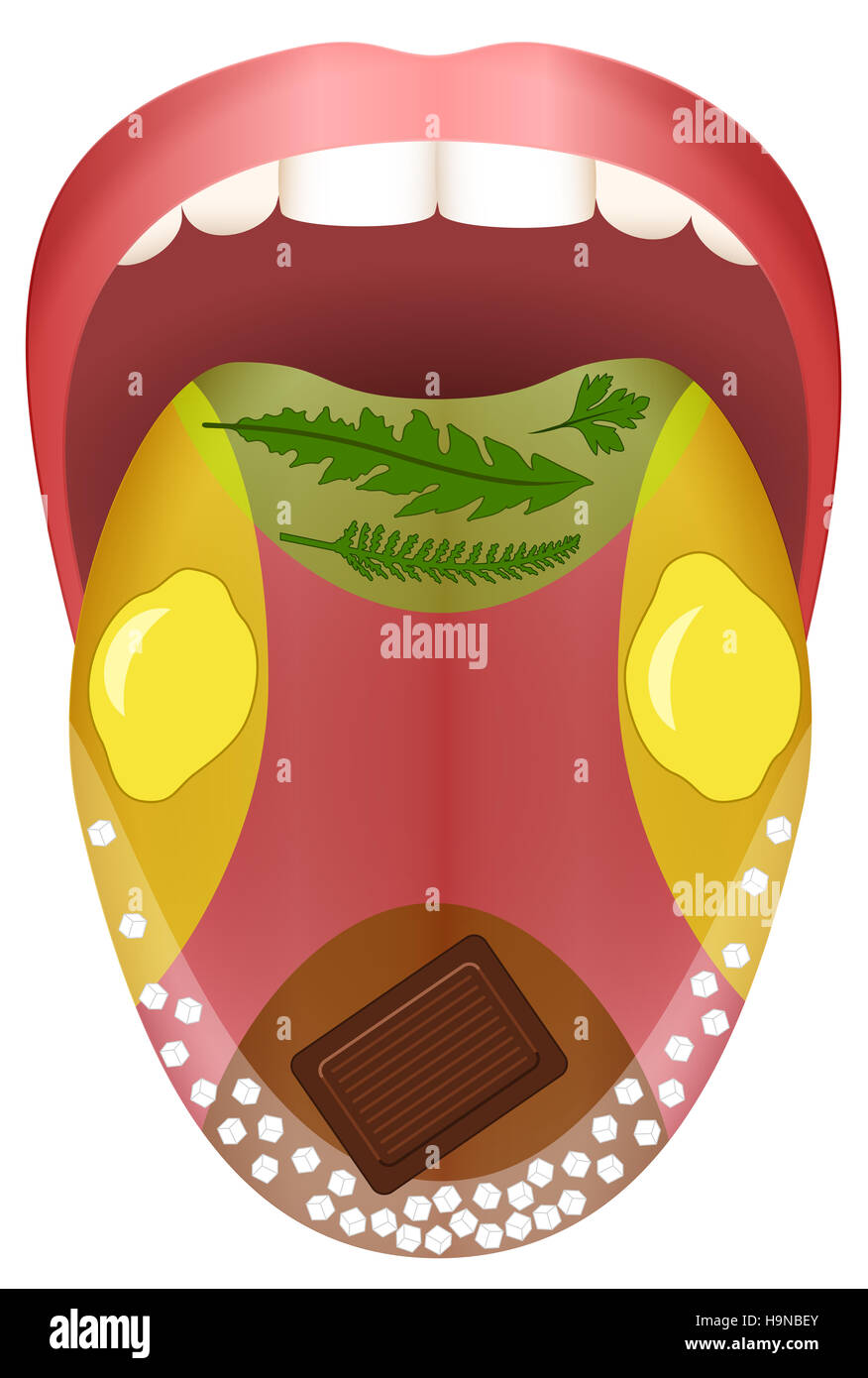 Zunge - vier Bereiche - bitter schmecken, sauer, süß und salzig durch Kräuter, Zitronen, Schokolade und Salzkörner dargestellt. Stockfoto