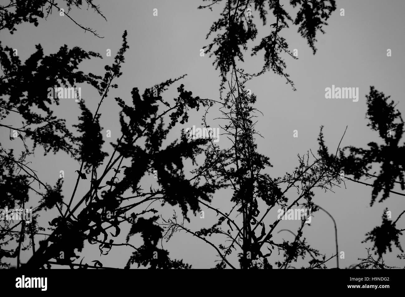 Bent, Natur, Landschaft, Pflanzen, Pflanze, Wild, wilde Natur, Landschaft, Hintergrund, Silhouetten, gebogenen Silhouetten, Stockfoto