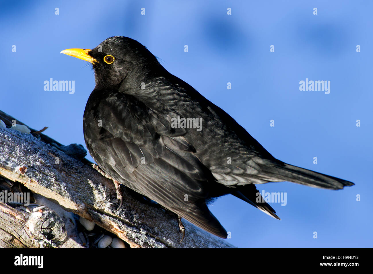 Eine männliche Amsel (Turdus Merula) hocken auf einem Holzzaun mit defokussierten Hintergrund gefärbt von Winter und Schnee Stockfoto