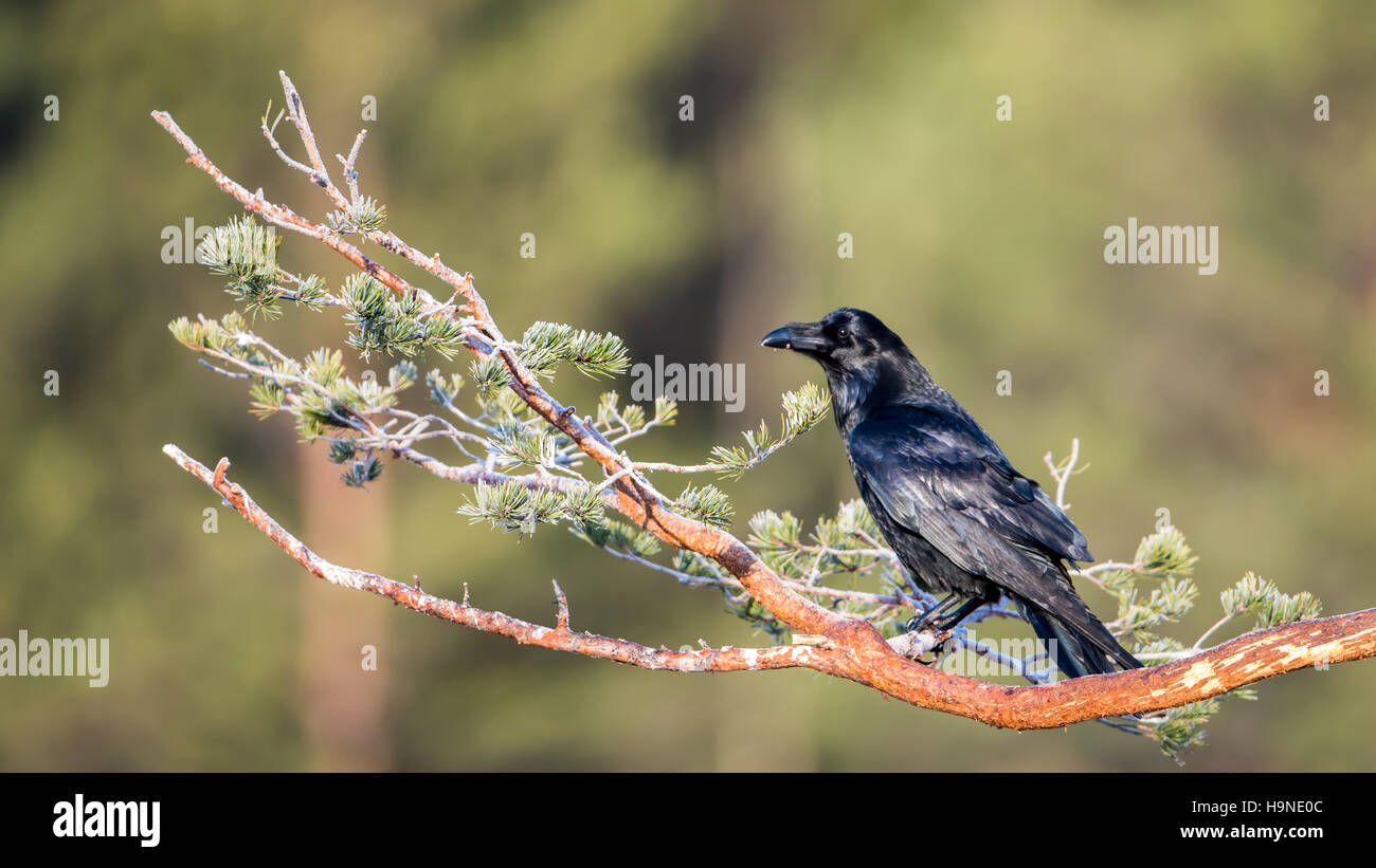 Kolkrabe (Corvus Corax) auf seine Uhr auf einem Ast der Kiefer mit einem defokussierten Wald im Hintergrund Stockfoto