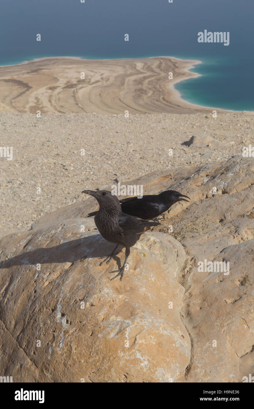 zwei schwarze Vögel an der Küste des Toten Meeres Stockfoto