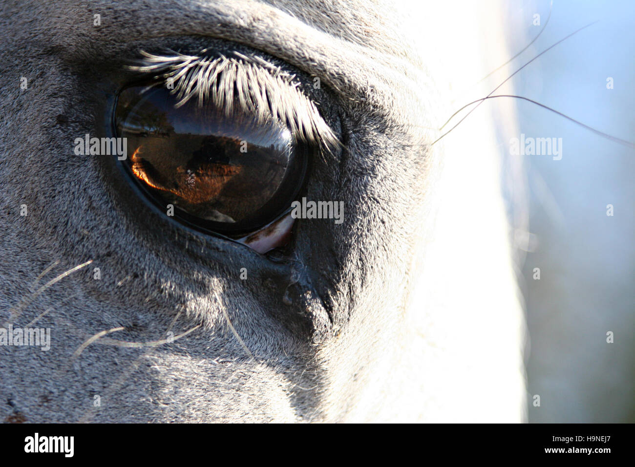 Pferdeauge, ein Auge eines Pferdes Stockfoto