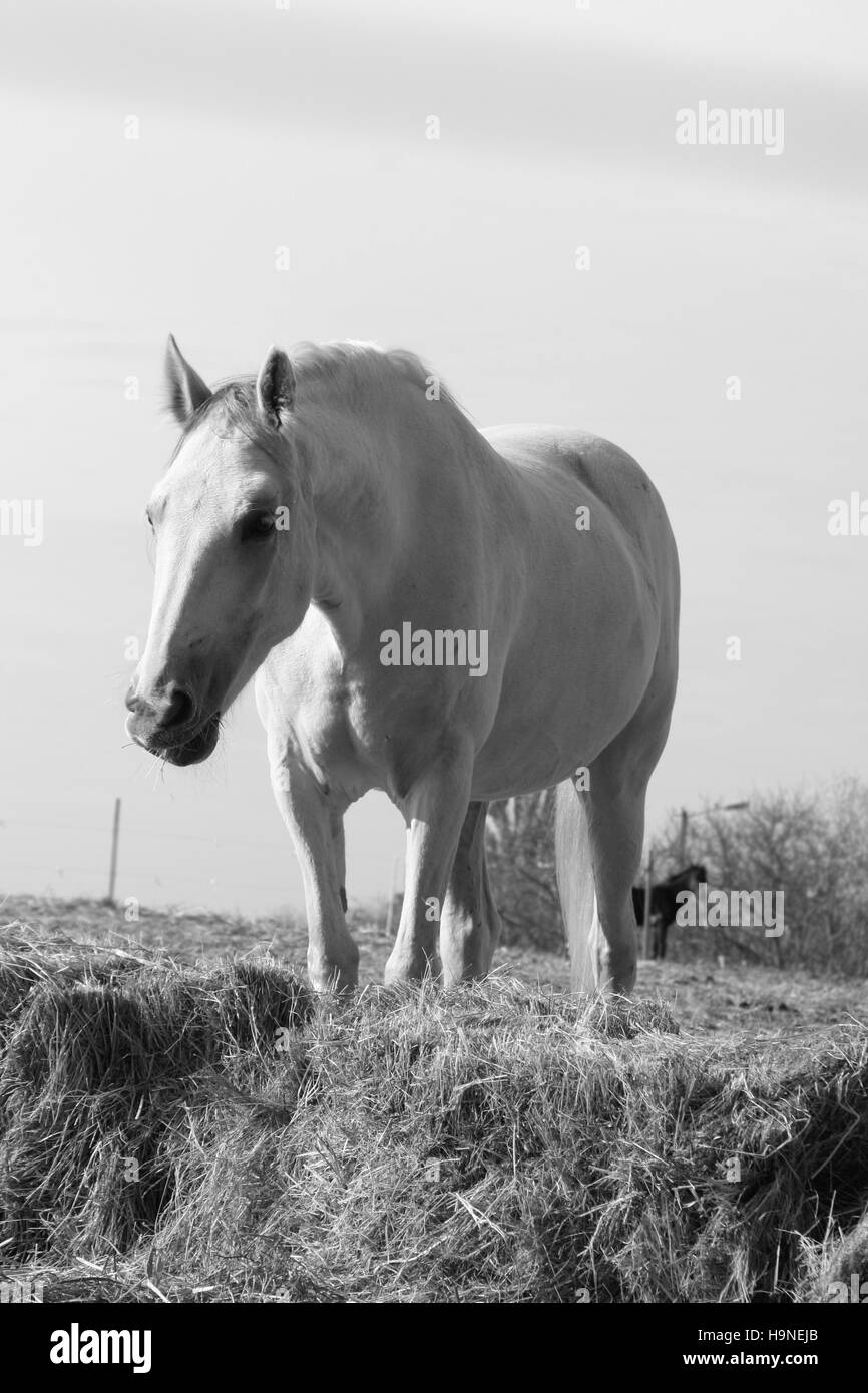 Graues Pferd schwarz & weiß Stockfoto