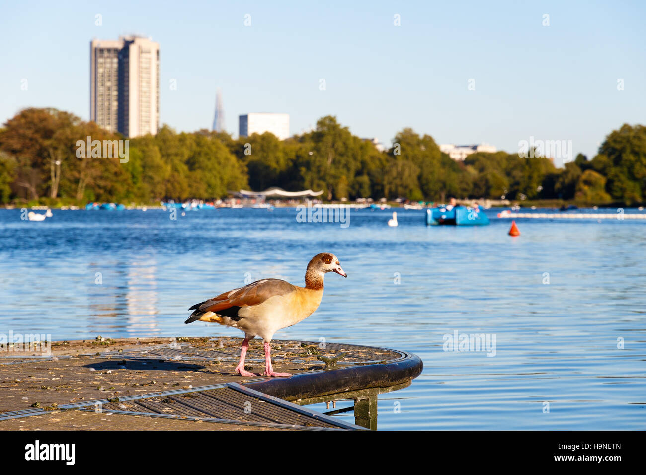Nilgans am Seeufer mit dem Serpentine Lake im Hintergrund im Hyde Park, London Stockfoto