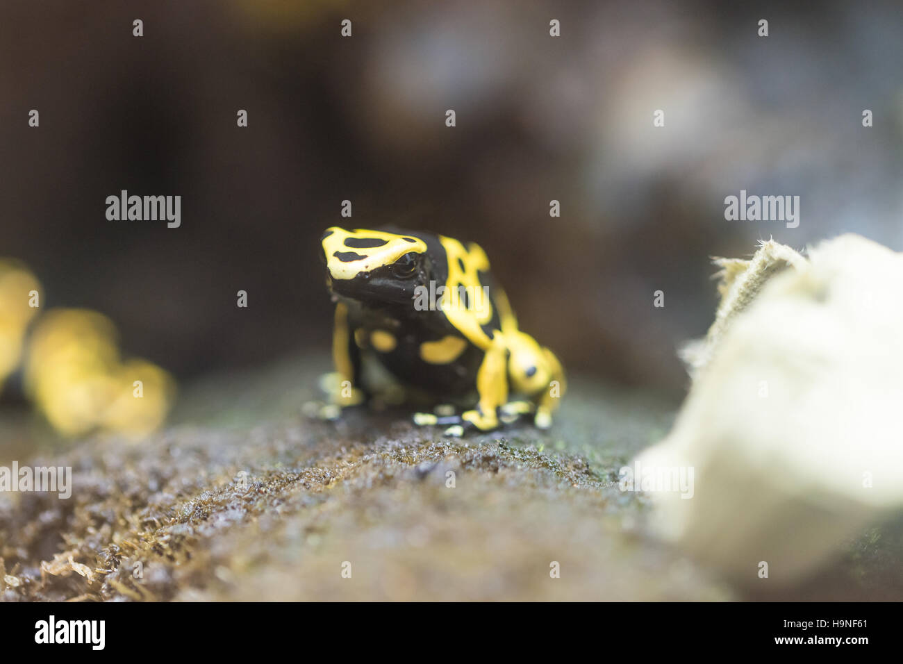 Dendrobates Leucomelas - farbige Frosch aus Südamerika Stockfoto