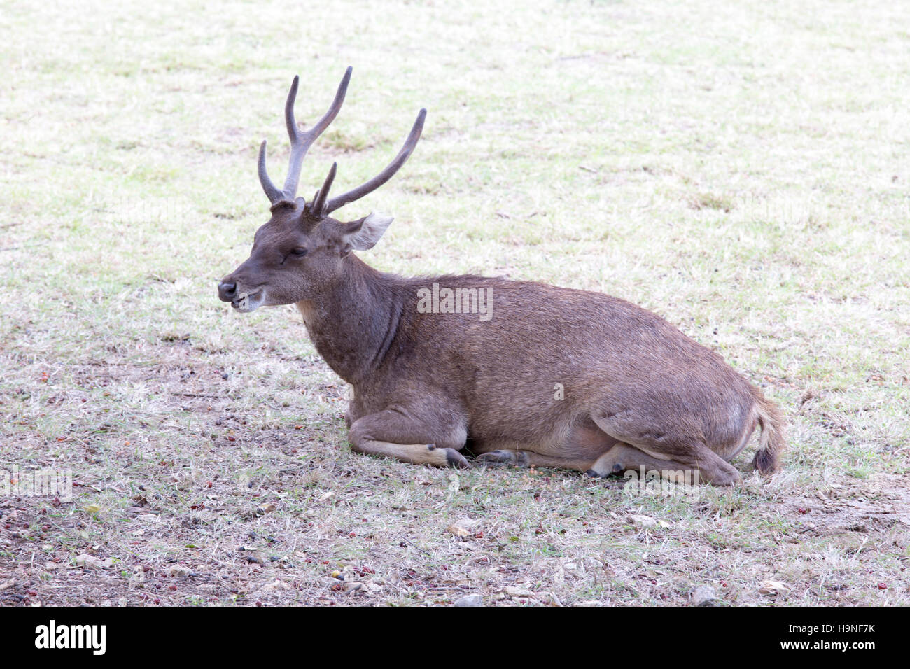 Ein Flores Rusahirsch ruht im Komodo National park Stockfoto