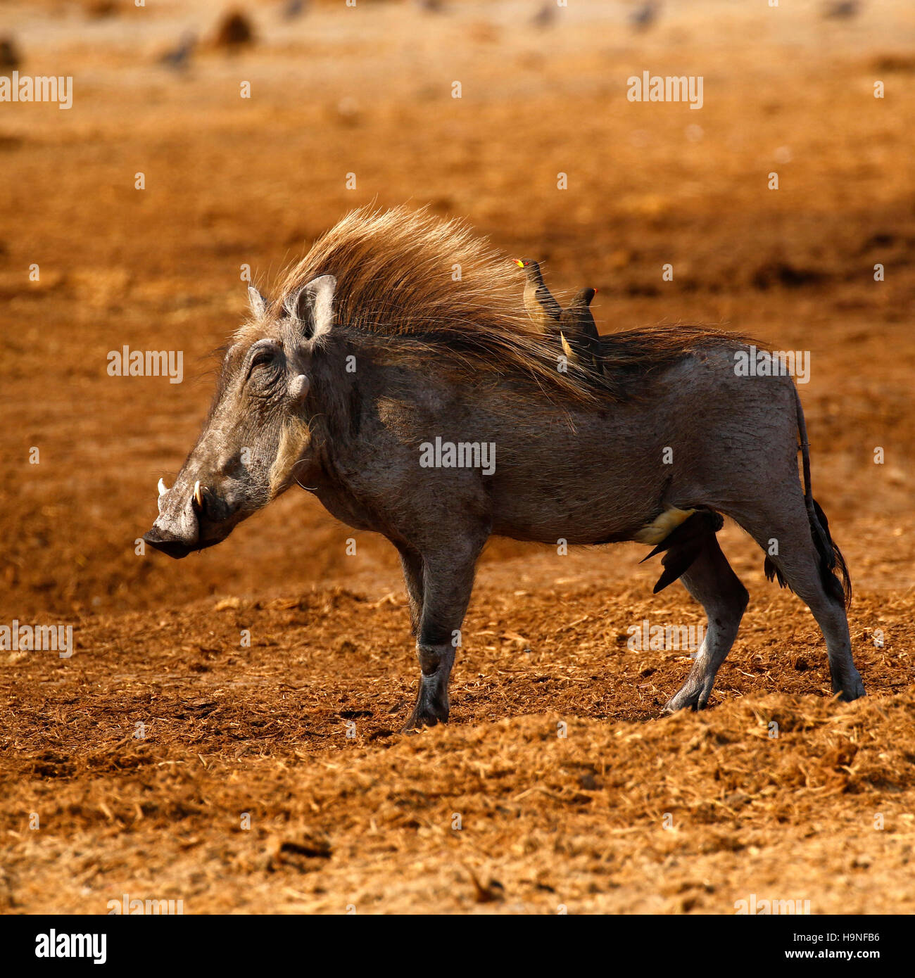 Afrikanische Warze Schweine sind niedlich kleinen Kerle, die diese haben einige Oxpeckers, die mit ihnen verbundenen Reinigung aus der Bugs auf ihre Haut Stockfoto