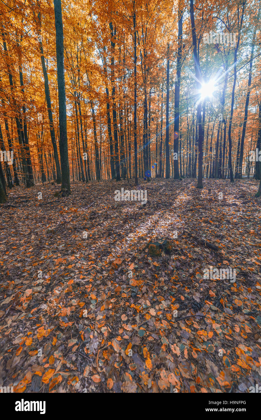 Landschaft. bunten Herbstwald. Sonnenlicht Stockfoto