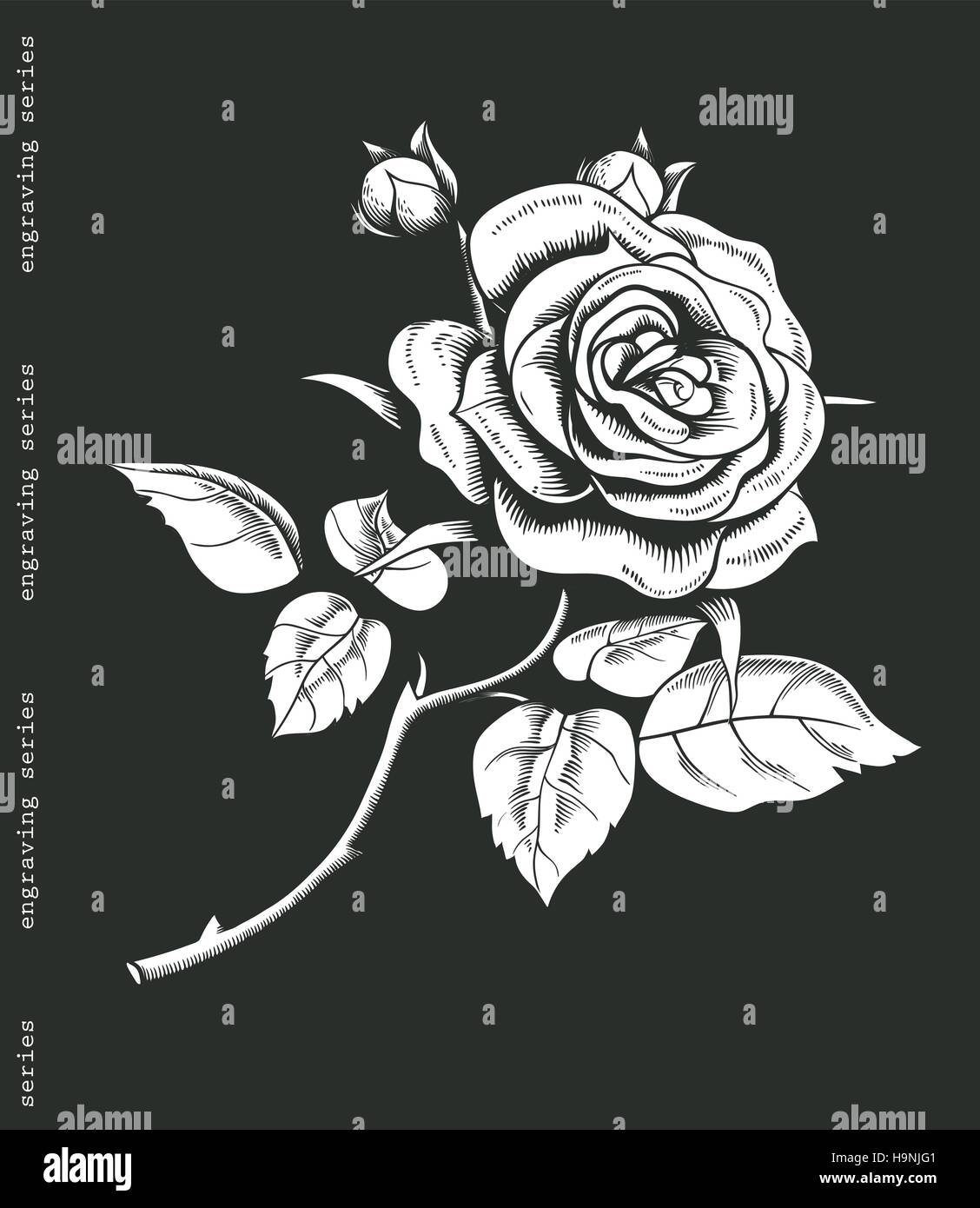 Hand gezeichnet weiße rose im Jahrgang Gravur-Stil. Barocke dekoratives  Element. Floral Kritzeleien, Blätter, Zweige, Blumen, Blütenknospe,  Lorbeeren. Schwarz Stock-Vektorgrafik - Alamy