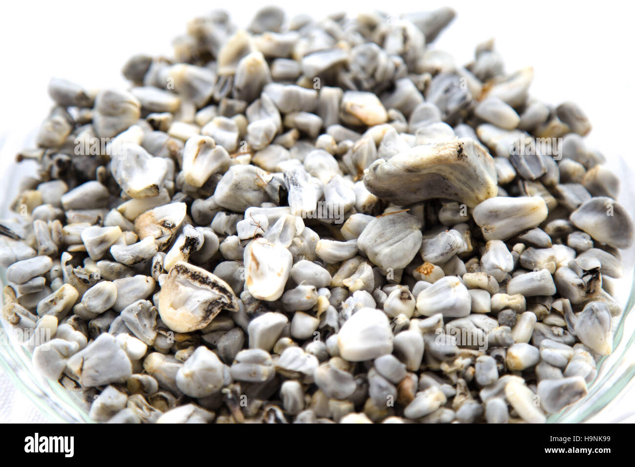 Cuitlacoche - mexikanisches Essen, Pilz gegessen, in der Regel als Füllung, in Quesadillas und anderen Tortilla-Beikost und Suppen. Stockfoto