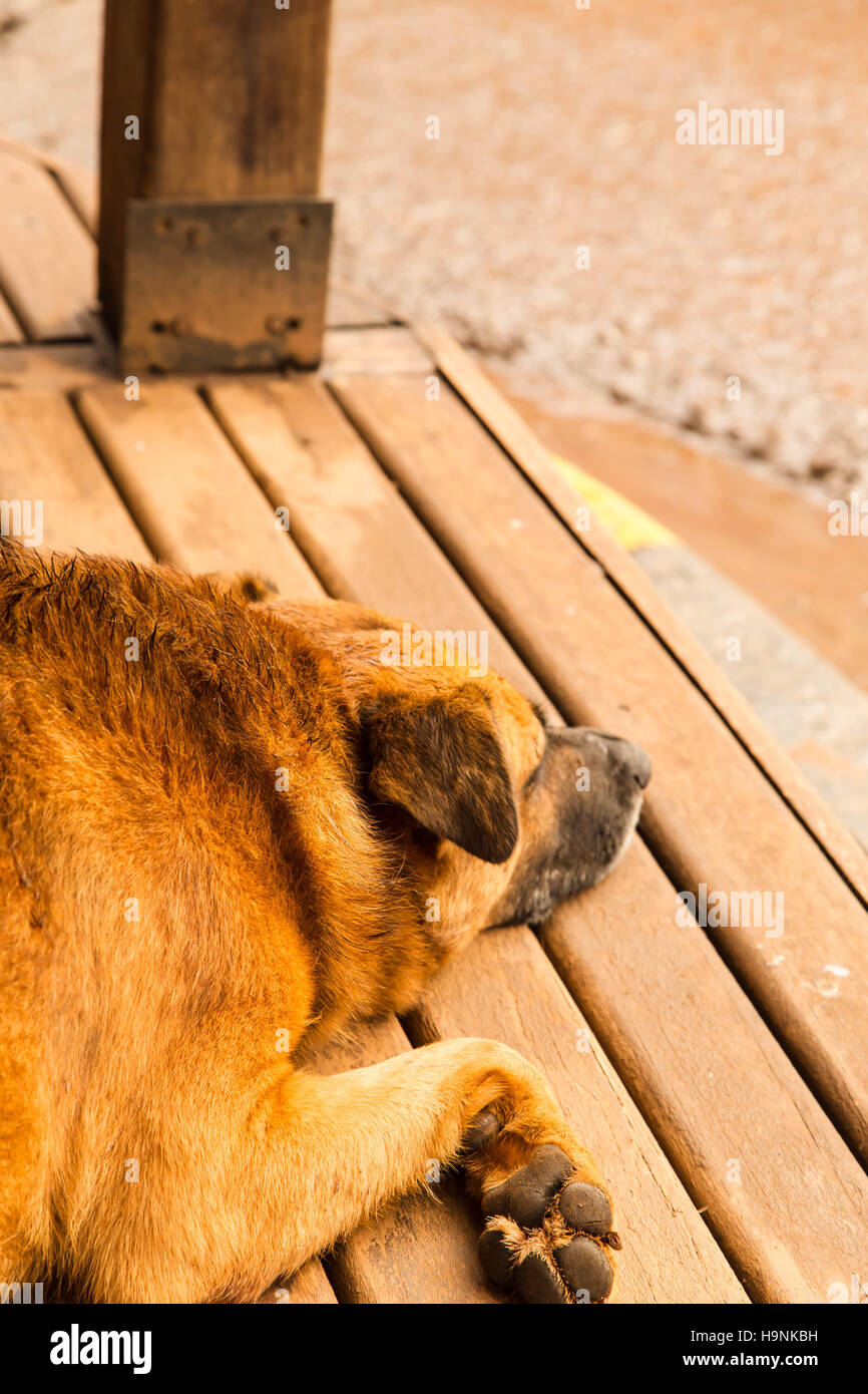 Hund schlafen Stockfoto