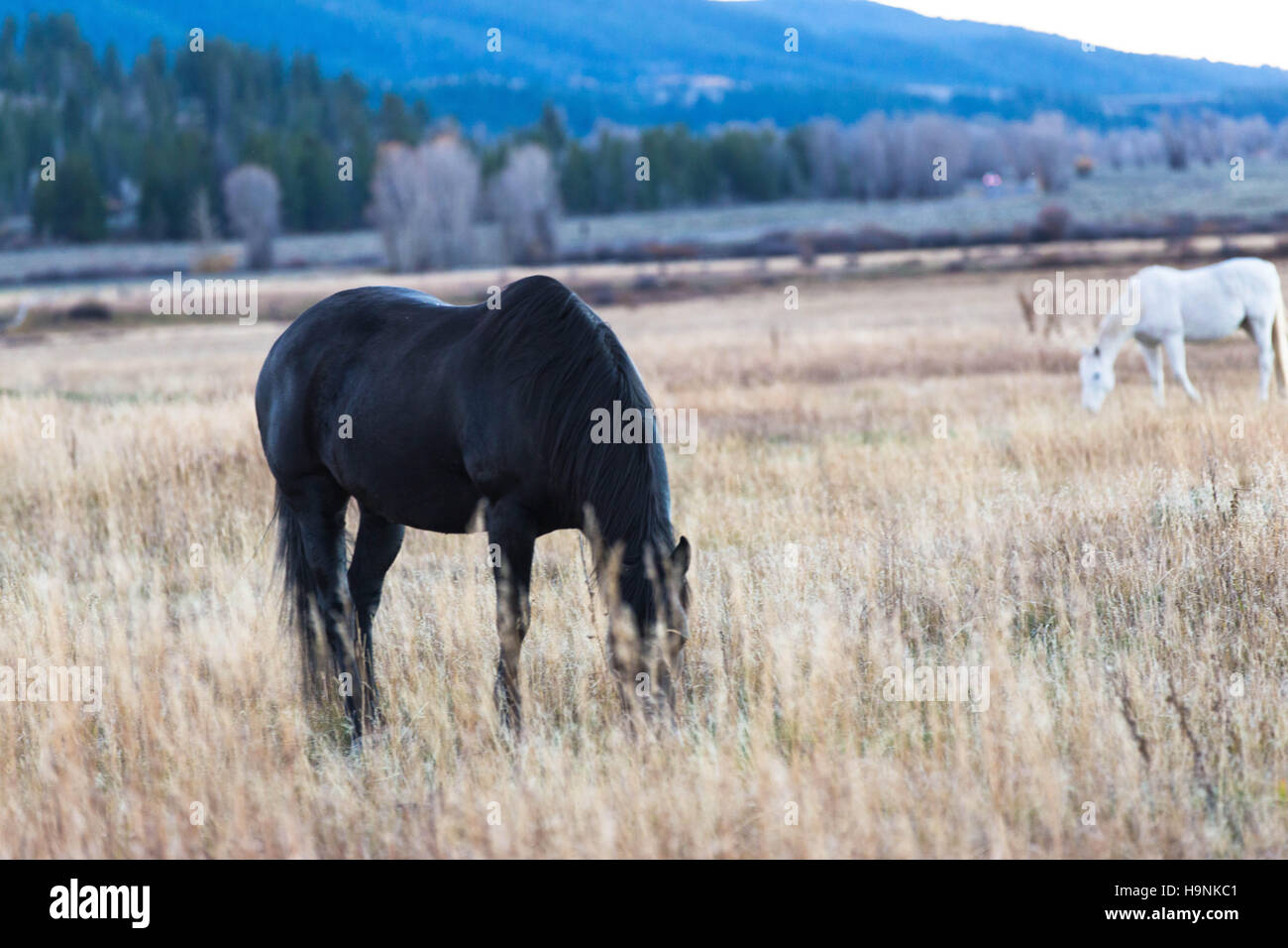 Pferde auf der Grand Teton National Park in Dämmerungen eingereichten Stockfoto