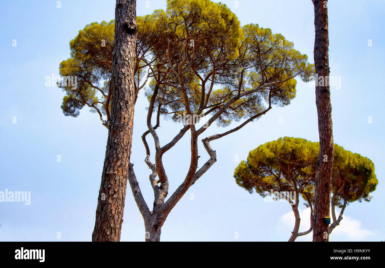 Mediterranen Pinien Bäume im Garten der Borghese Villa in Rom. Botanischer Name Pinus Pinea, nennt man auch Italienisch, Regenschirm oder Sonnenschirm. Stockfoto