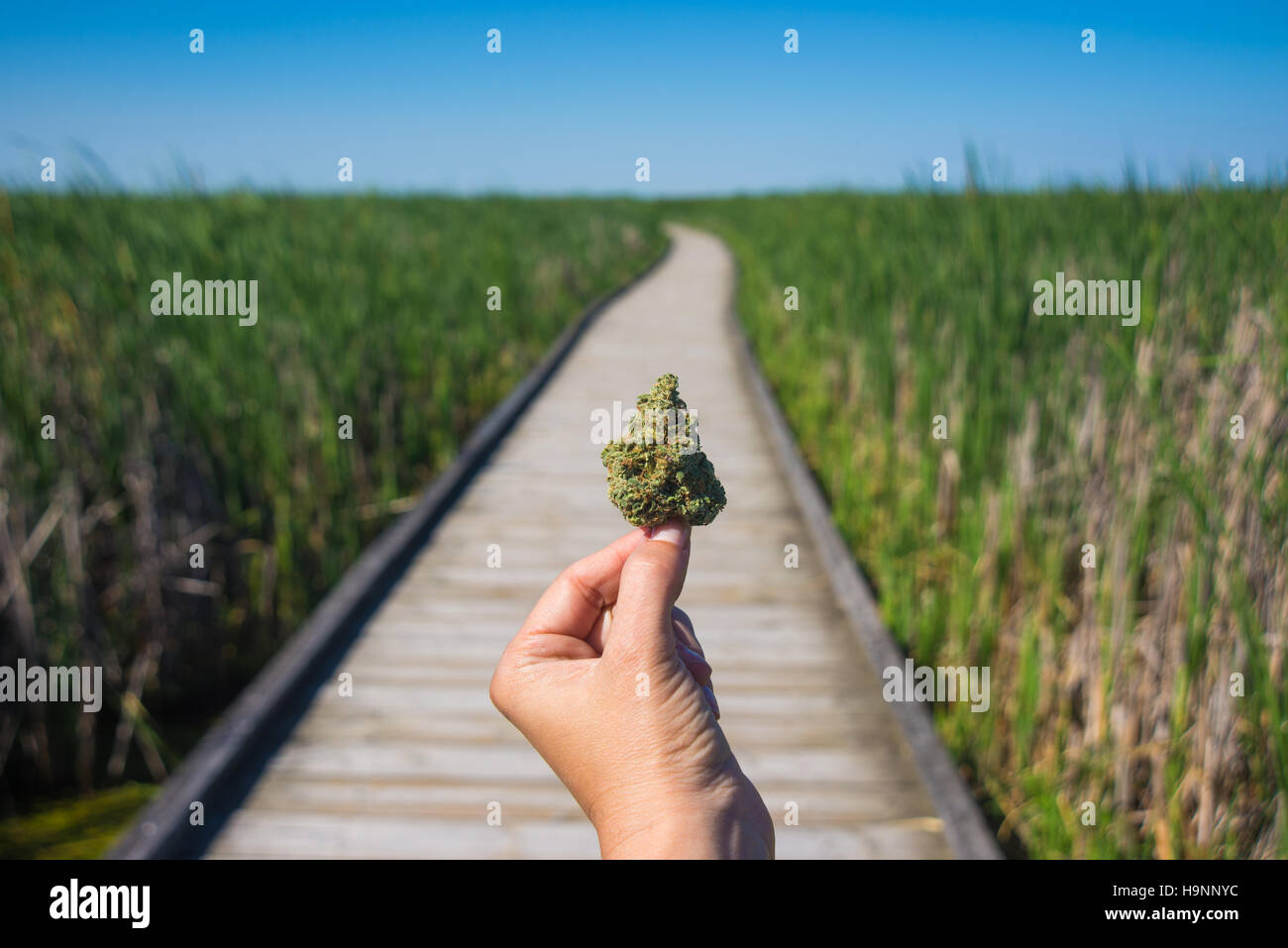 Hand, die Cannabis Knospe gegen Trail und blauer Himmel Landschaft - medizinisches Marihuana-Konzept Stockfoto