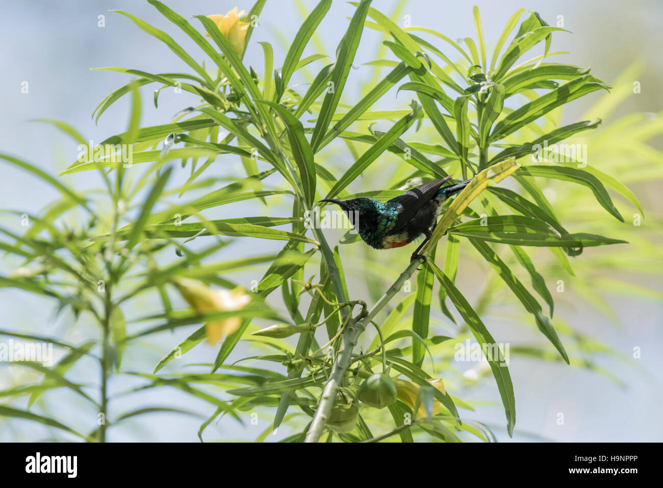 Eine schöne Sunbird thront in einem Baum in der Nähe der Blume Nektar nehmen will Stockfoto