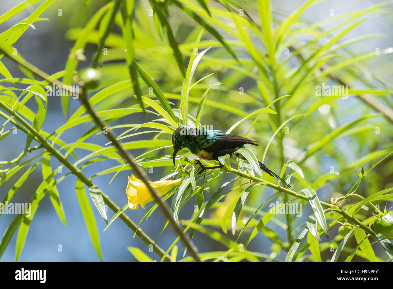 Eine schöne Sunbird thront in einem Baum in der Nähe der Blume Nektar nehmen will Stockfoto