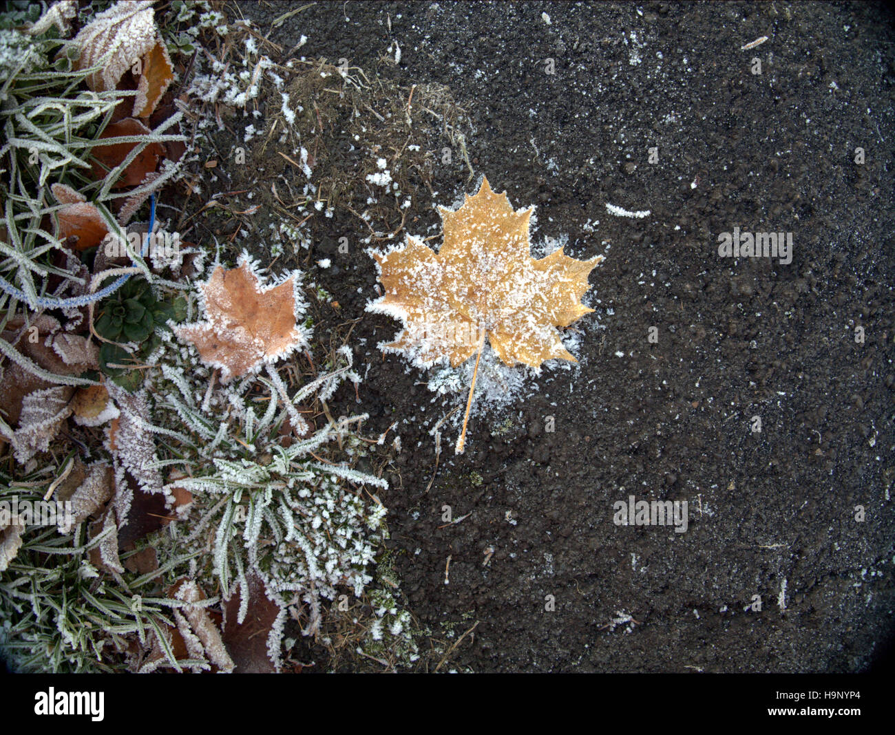 gefrorene Herbst Blatt am Wald grauen Hintergrund Stockfoto