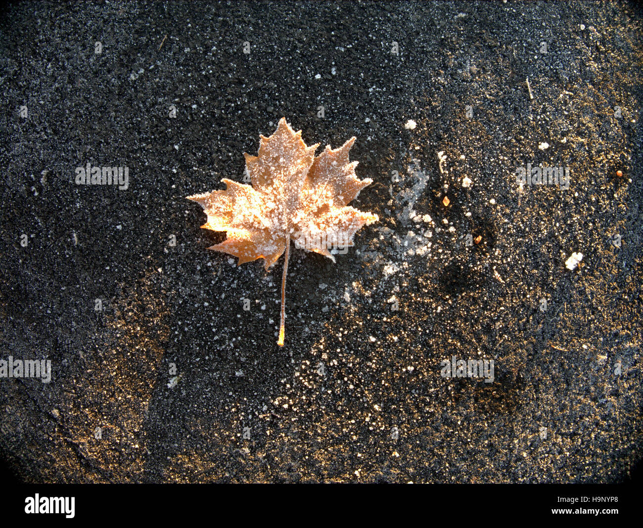 gefrorene Herbst Blatt am Wald grauen Hintergrund Stockfoto