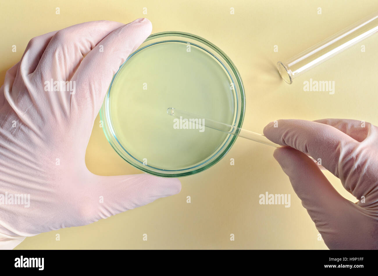 Chemische Forschung in Petrischalen auf blauem Hintergrund. Forscher, die Farbtafeln in einem mikrobiologischen Labor vorbereitet. Hand eines Technikers impfen Stockfoto