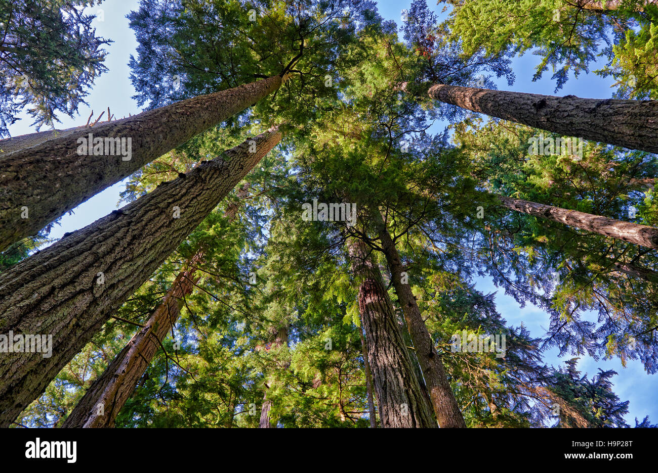 riesige Douglasien im Cathedral Grove, MacMillan Provincial Park, Nanaimo, Vancouver Island, British Columbia, Kanada Stockfoto