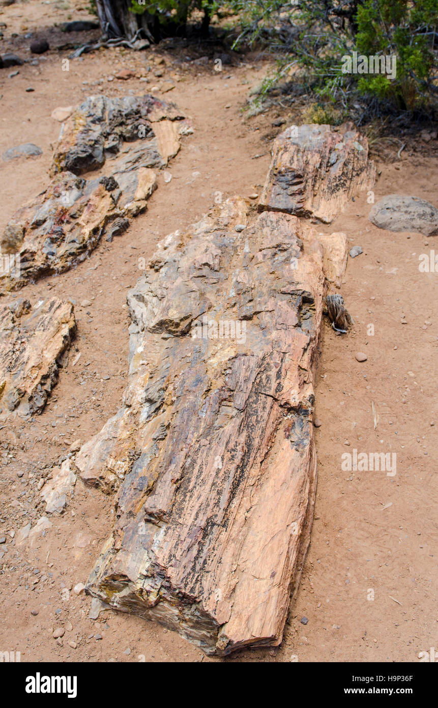 Versteinertes Holz in Escalante Petrified Forest State Park in Utah. Stockfoto
