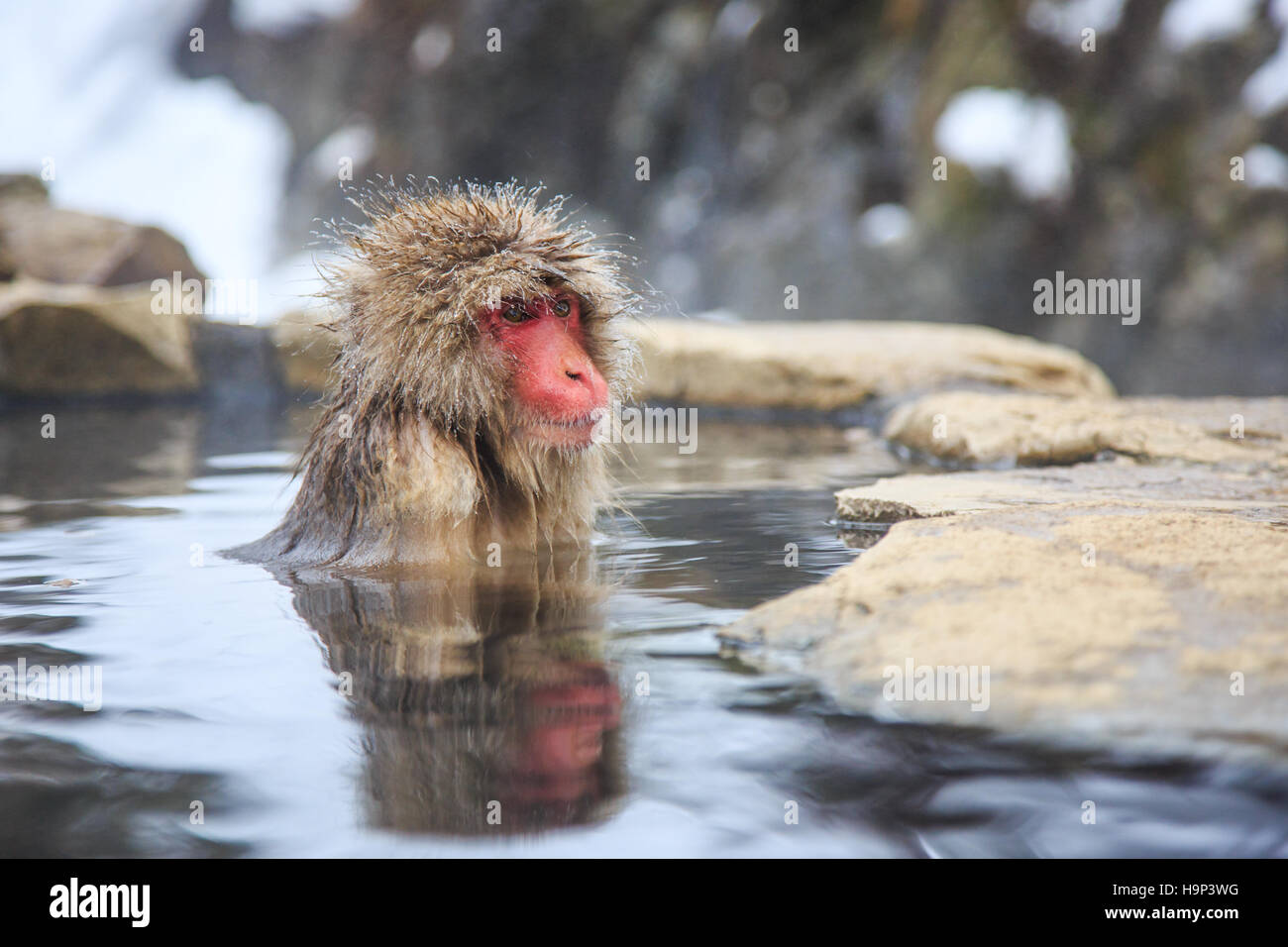 Schnee-Affen bei einem natürlichen Onsen (heiße Quelle), befindet sich in Jigokudani Park, Yudanaka. Nagano, Japan. Stockfoto