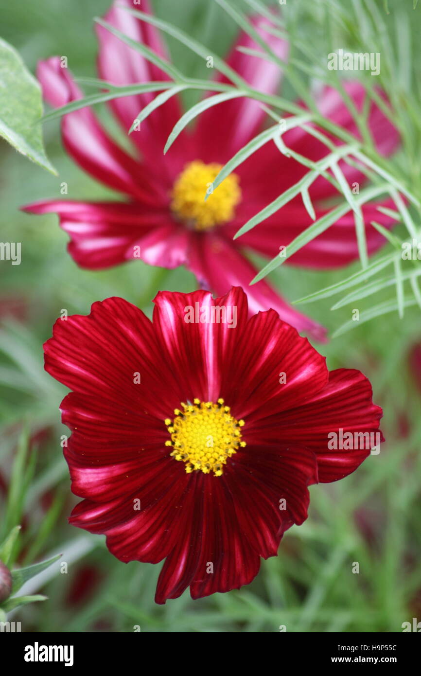 Blumen Dahlie (Dahlia Pinnata Cav) Stockfoto