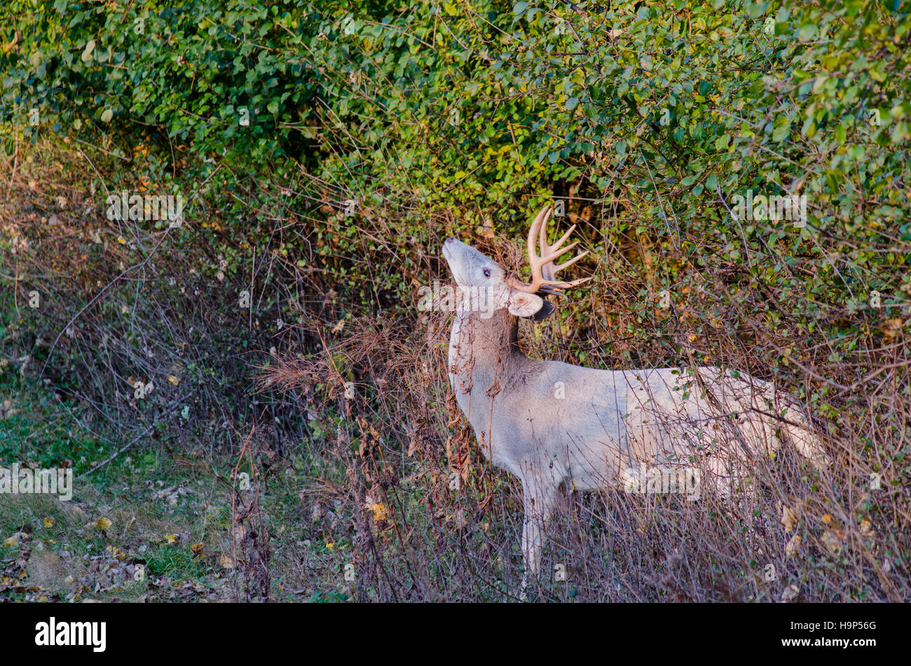 Piebald Whitetail Deer Buck stehen in einem Gebüsch während der Brunftzeit. Stockfoto