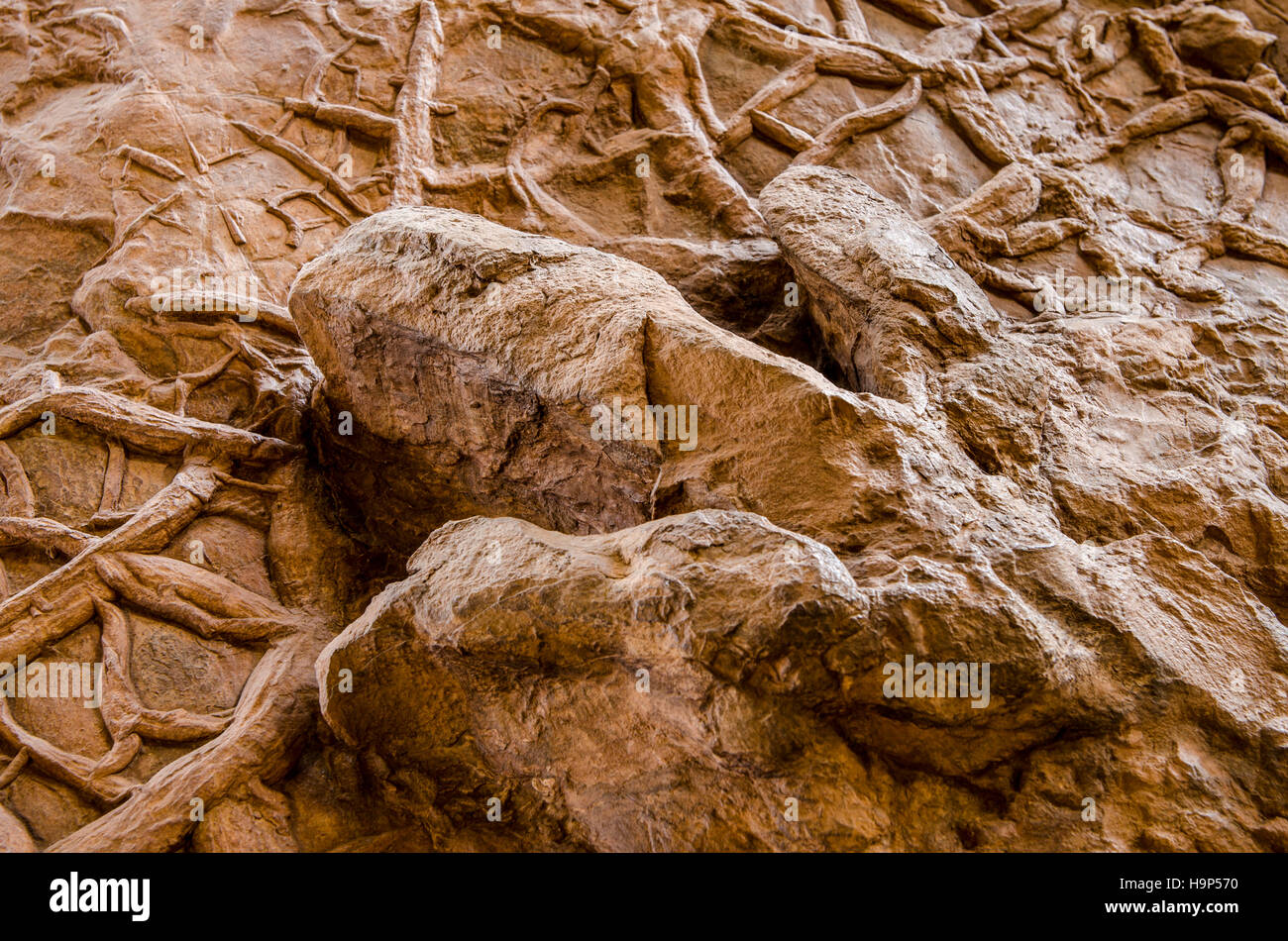 Dinosaur tracks an Dinosaurier Discovery, Farm Johnson, St. George, Utah, USA. Stockfoto Dinosaur tracks an Dinosaurier Discovery, Farm Johnson, St. George, Utah, USA. Stockfoto