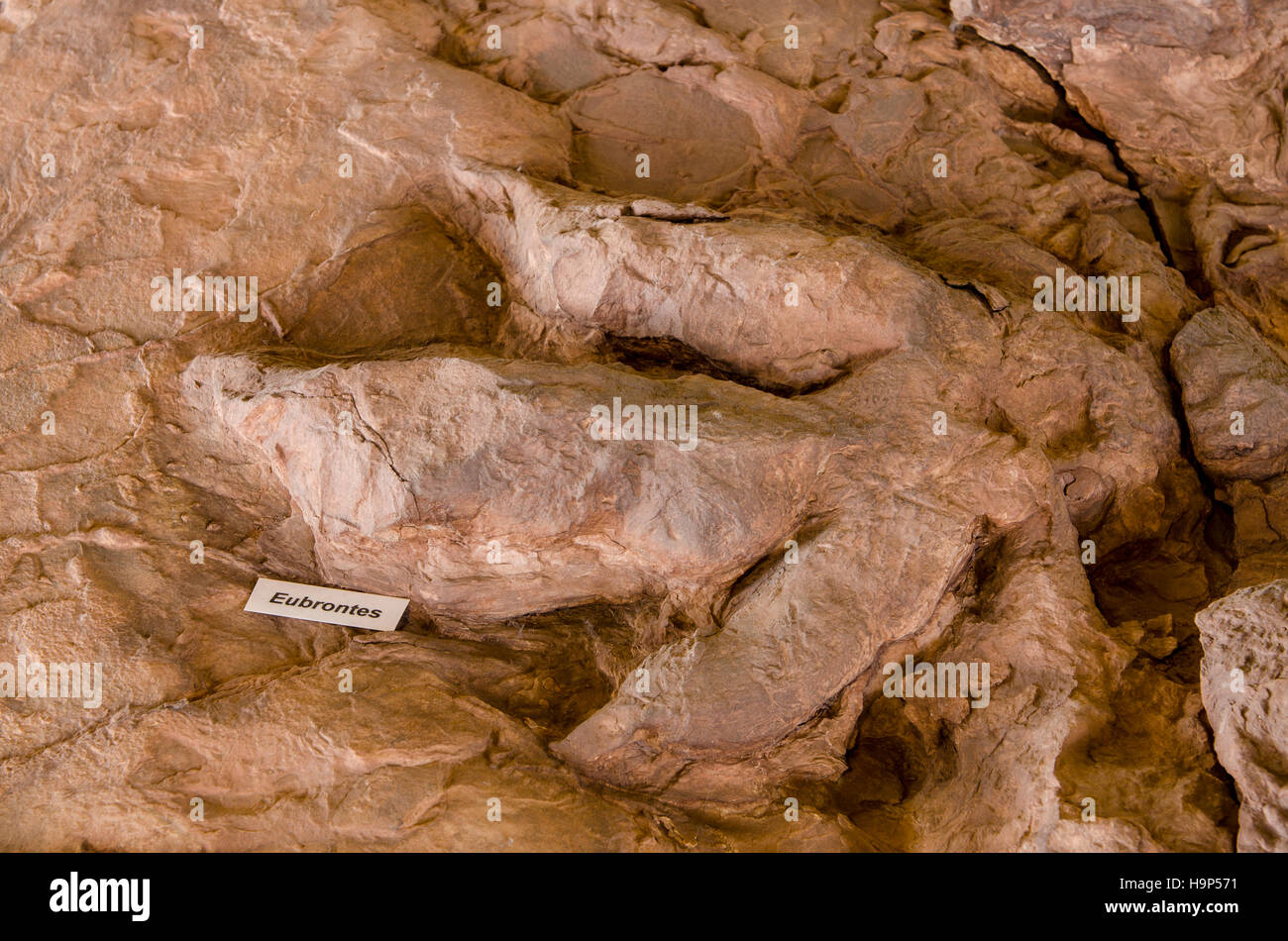 Dinosaur tracks an Dinosaurier Discovery, Farm Johnson, St. George, Utah, USA. Stockfoto Dinosaur tracks an Dinosaurier Discovery, Farm Johnson, St. George, Utah, USA. Stockfoto