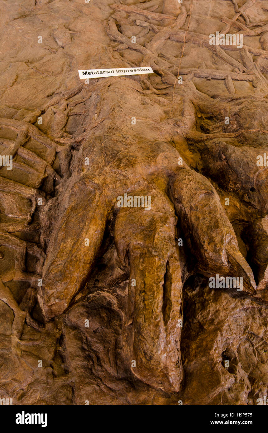 Dinosaur tracks an Dinosaurier Discovery, Farm Johnson, St. George, Utah, USA. Stockfoto Dinosaur tracks an Dinosaurier Discovery, Farm Johnson, St. George, Utah, USA. Stockfoto