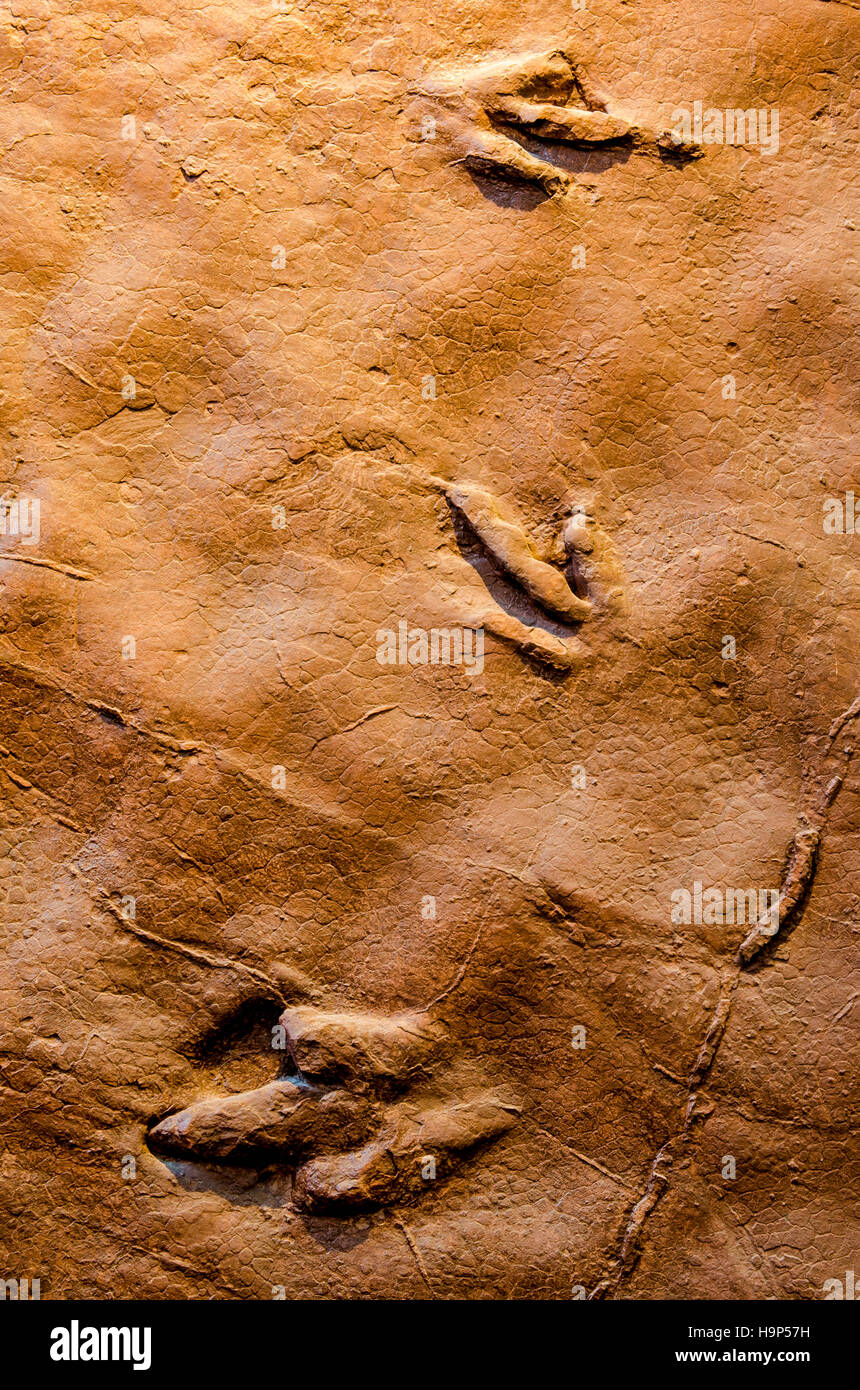 Dinosaur tracks an Dinosaurier Discovery, Farm Johnson, St. George, Utah, USA. Stockfoto Dinosaur tracks an Dinosaurier Discovery, Farm Johnson, St. George, Utah, USA. Stockfoto