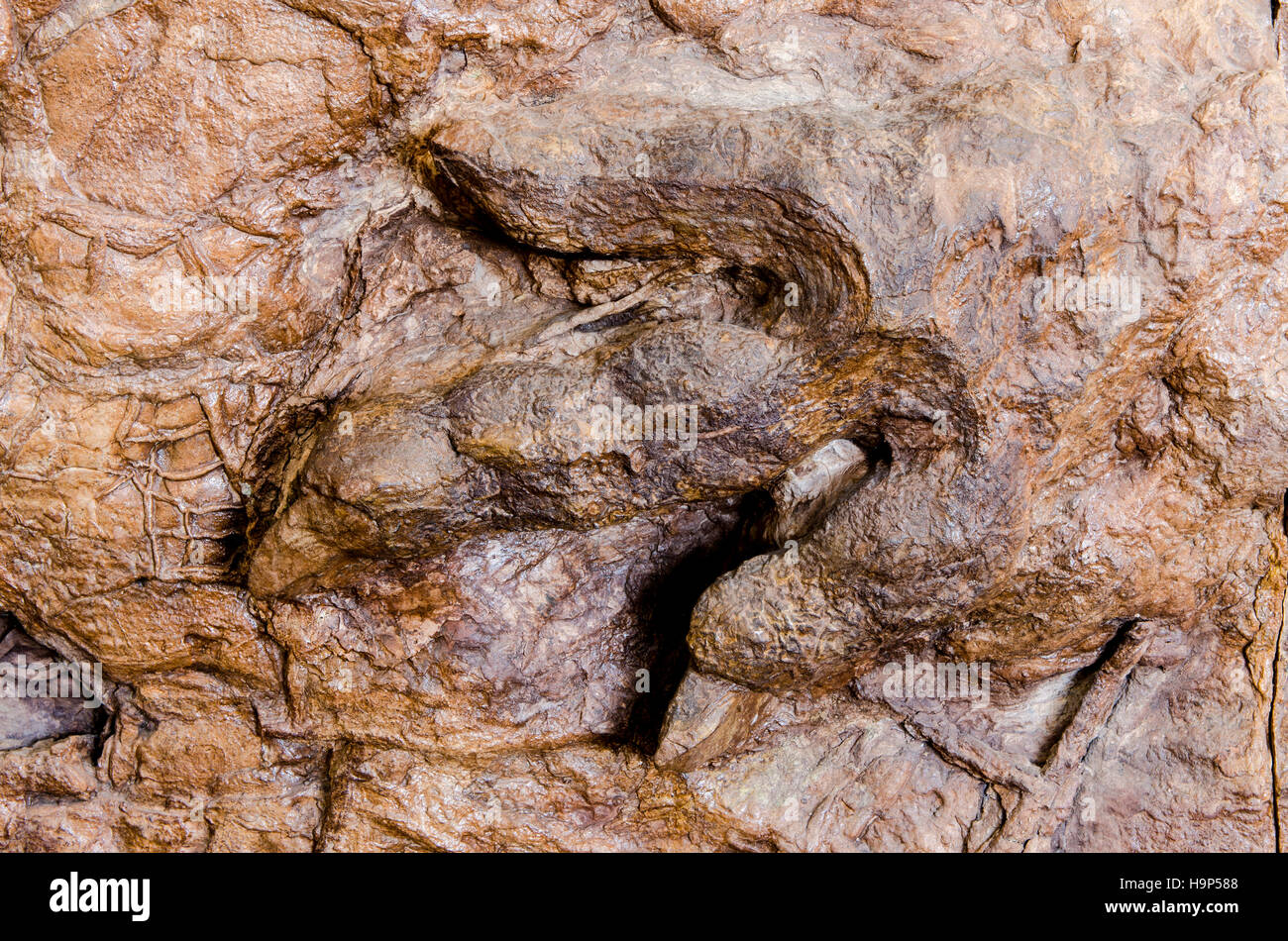 Dinosaur tracks an Dinosaurier Discovery, Farm Johnson, St. George, Utah, USA. Stockfoto Dinosaur tracks an Dinosaurier Discovery, Farm Johnson, St. George, Utah, USA. Stockfoto