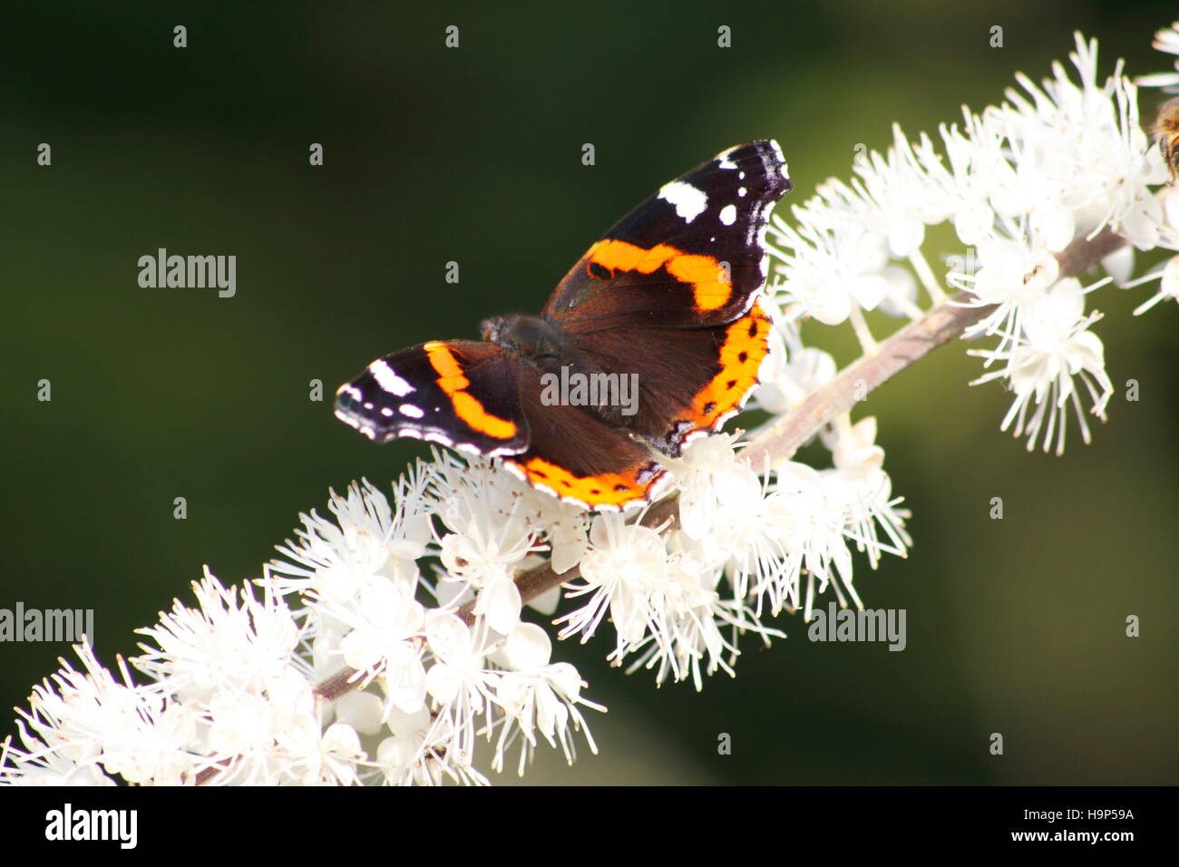 Red Admiral Schmetterling (Vanessa Atalanta) auf Cherry Blossom Stockfoto