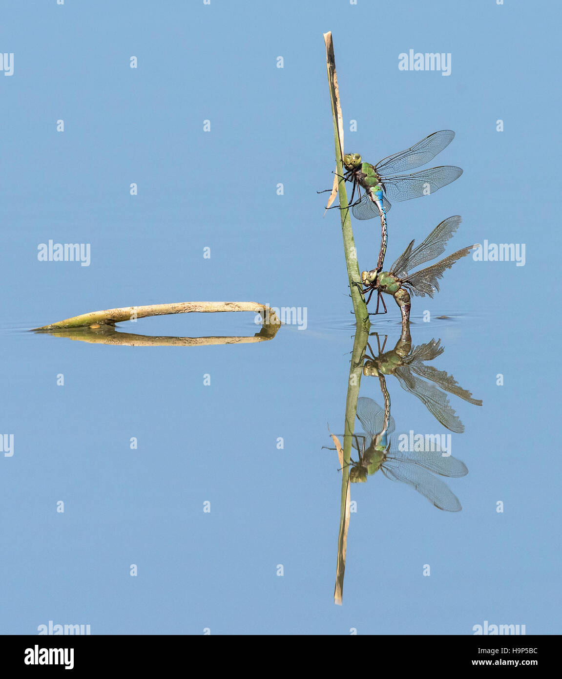 Paarende Libellen mit Reflexion Stockfoto