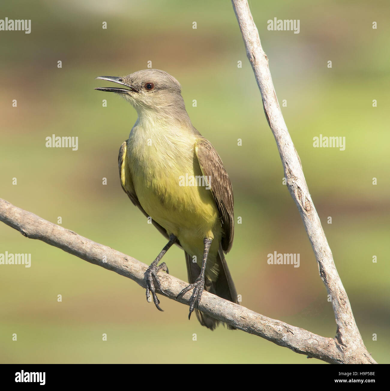 Rinder-Tyrann (Machetornis Rixosa) thront weichen Hintergrund Stockfoto