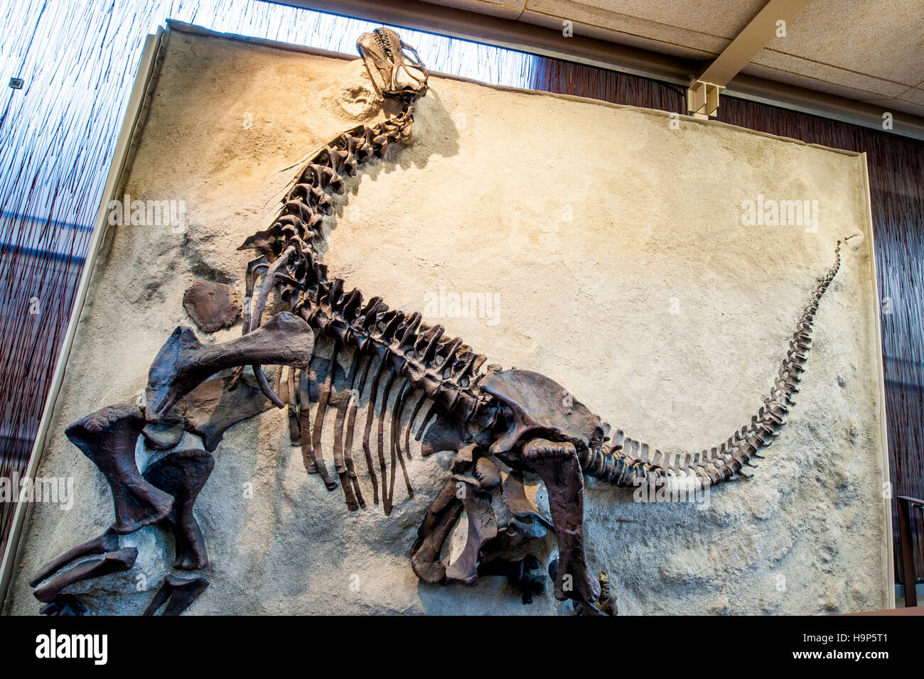 Dinosaur Nationalmonument, Dinosaurier, Utah, USA. Stockfoto