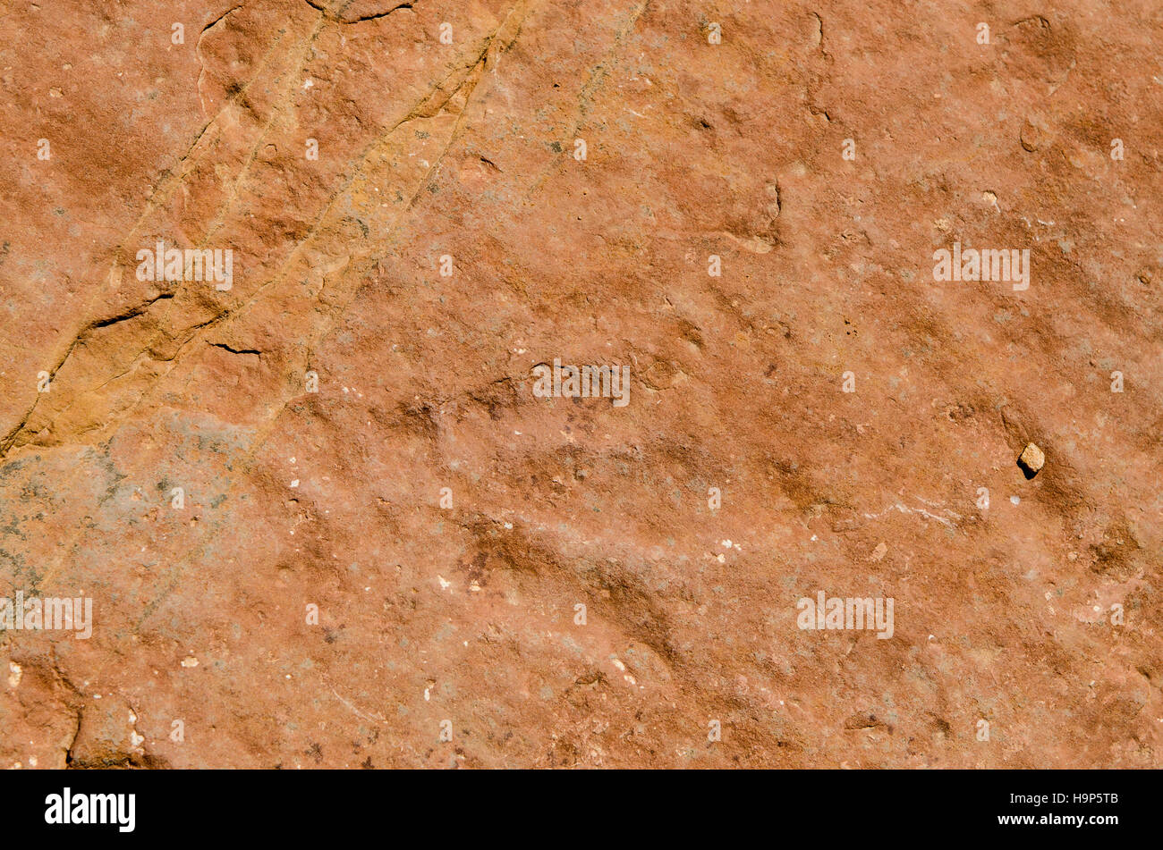 Dinosaurier-Spuren im roten Flotte State Park, Vernal, Utah, USA. Stockfoto Dinosaurier-Spuren im roten Flotte State Park, Vernal, Utah, USA. Stockfoto