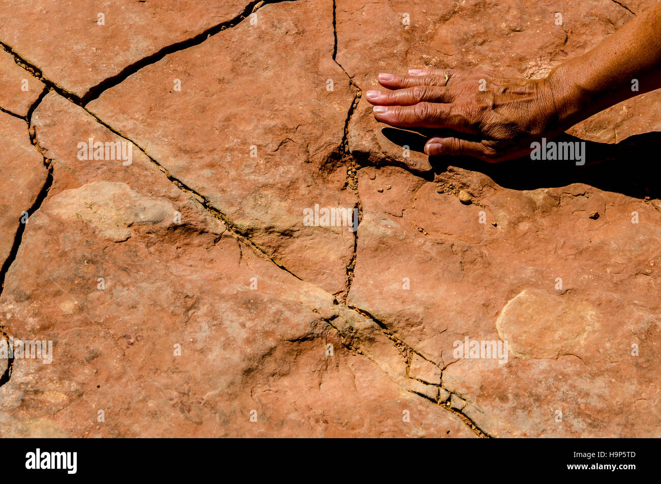 Dinosaurier-Spuren im roten Flotte State Park, Vernal, Utah, USA. (MR) Stockfoto Dinosaurier-Spuren im roten Flotte State Park, Vernal, Utah, USA. (MR) Stockfoto