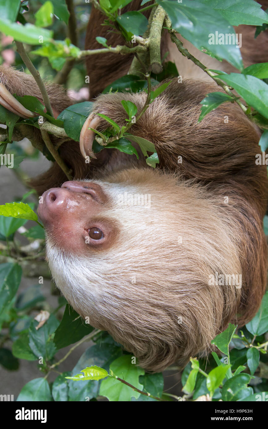 Die Hoffmann zwei-toed Sloth (choloepus hoffmanni) Stockfoto