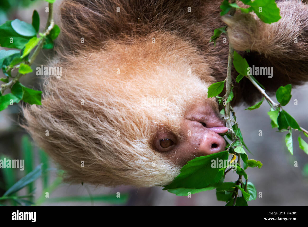 Die Hoffmann zwei-toed Sloth essen Blätter Stockfoto
