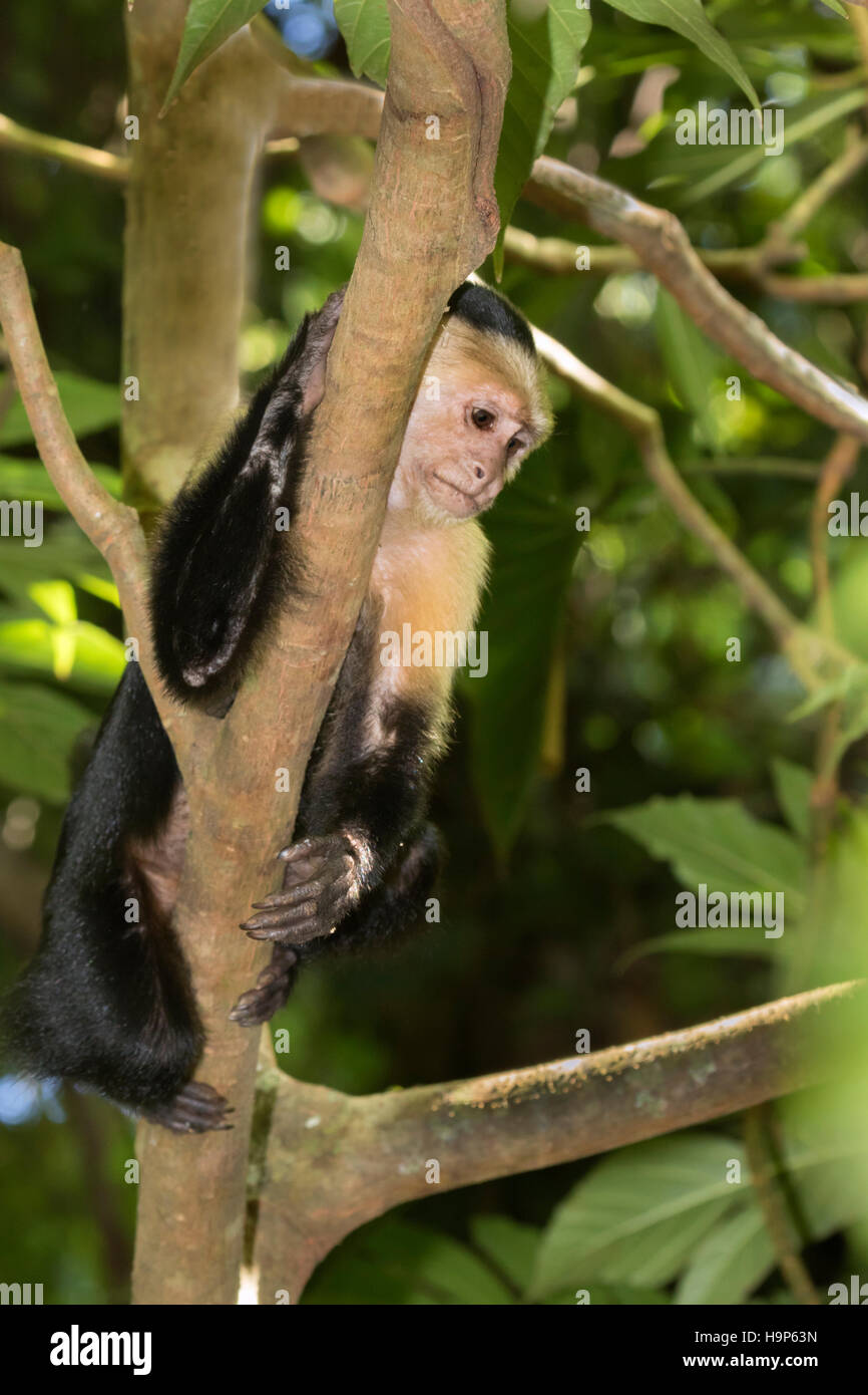 Gescheckte Kapuziner Stockfoto