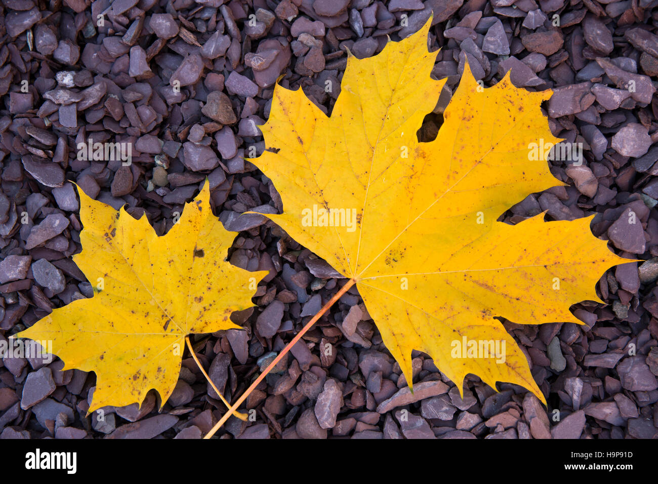 Großbritannien, England, Derbyshire, Derby, herbstliche Ahornblätter auf Schotter Stockfoto