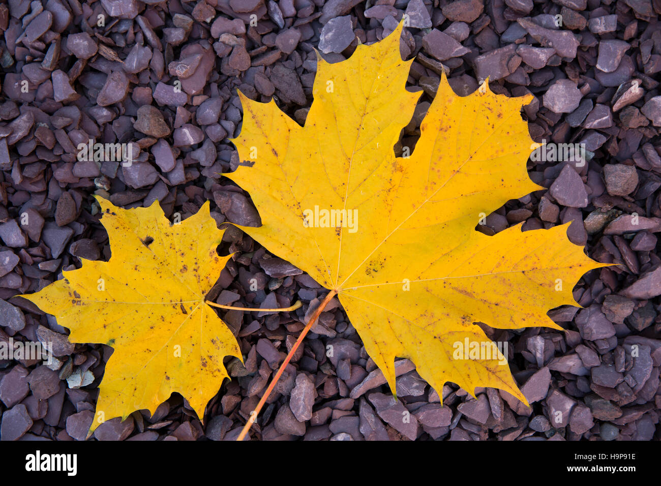 Großbritannien, England, Derbyshire, Derby, herbstliche Ahornblätter auf Schotter Stockfoto