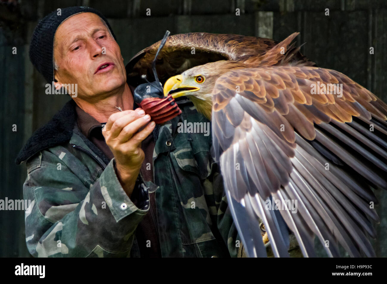 Kasachische Adlerjäger, der die Kapuze über den Schnabel des Steinadlers legt, Almaty, Kasachstan Stockfoto