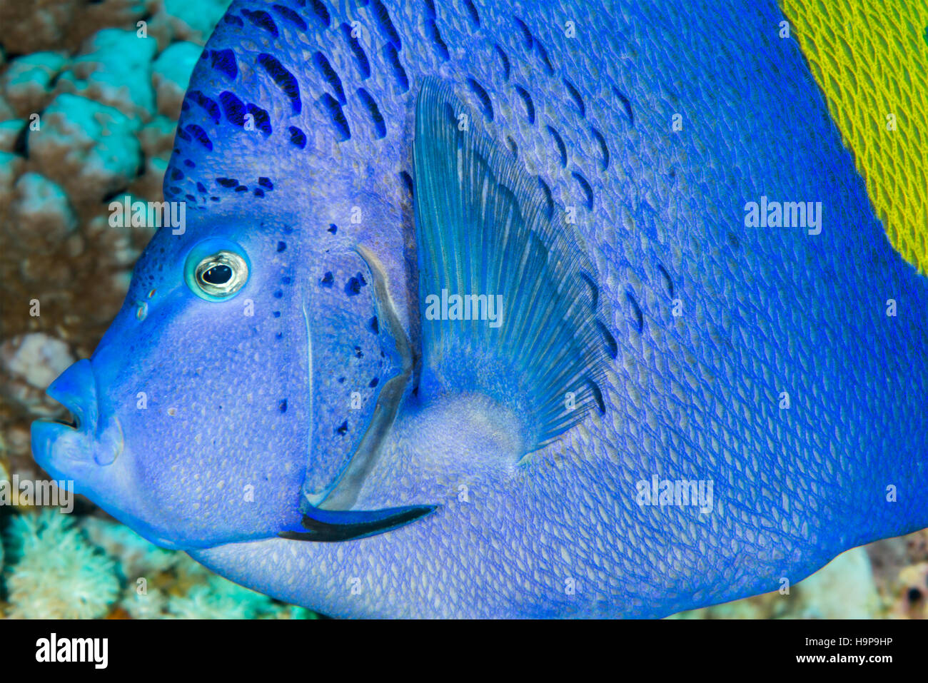 Seite auf Porträt des Yellowbar Kaiserfisch (Pomacanthus Maculosus) schwimmen über Korallenriff im Roten Meer, Ägypten. November Stockfoto