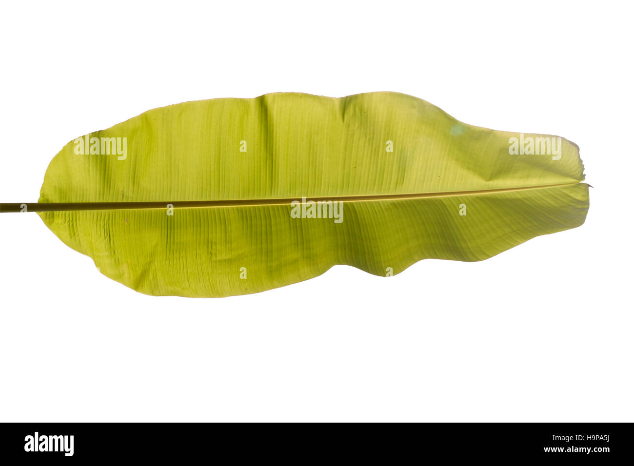 Volle Bananenblätter. Natürliches Licht von hinten durchscheint. Isoliert auf weiss mit Pfaden arbeiten. Stockfoto
